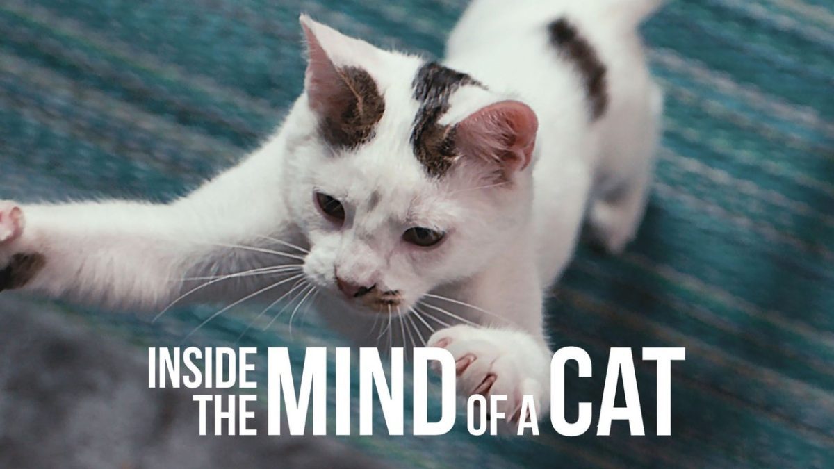 دانلود زیرنویس مستند Inside the Mind of a Cat 2022